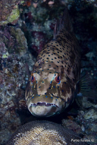 Grouper during night dive by Pietro Formis 